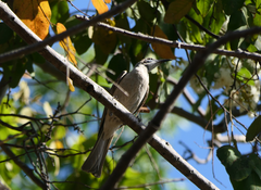 Philemon citreogularis