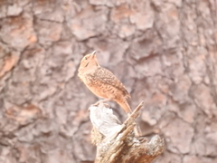 Campylorhynchus gularis