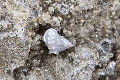 Nodilittorina pyramidalis