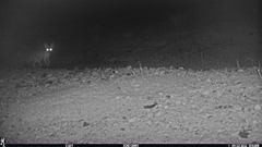 Vulpes macrotis mutica