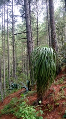 Nolina azureogladiata