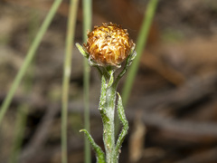 Coronidium scorpioides