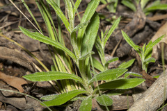 Coronidium scorpioides