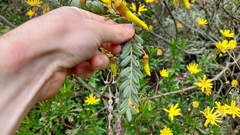 Sophora tetraptera