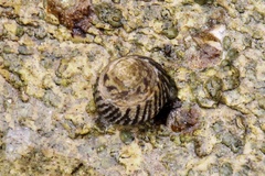 Bembicium nanum