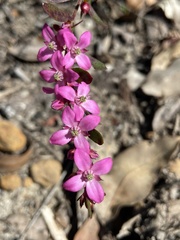 Boronia crenulata