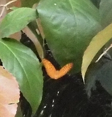 Phalanta phalantha phalantha