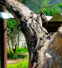 Urosaurus bicarinatus