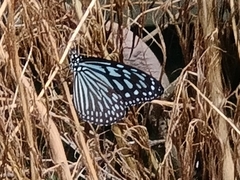 Ideopsis vulgaris