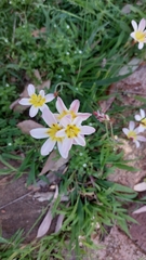 Nothoscordum gracile