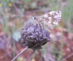 Spialia orbifer