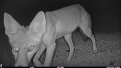 Vulpes macrotis mutica