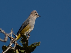 Ptiliogonys cinereus