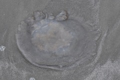 Rhopilema verrilli