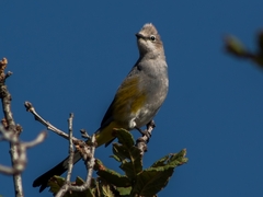 Ptiliogonys cinereus