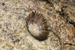 Cellana tramoserica