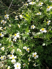 Bidens odorata