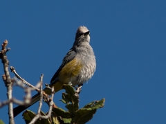 Ptiliogonys cinereus