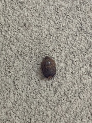 Diolcus chrysorrhoeus