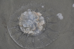 Rhopilema verrilli