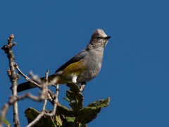 Ptiliogonys cinereus