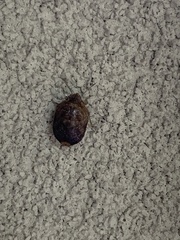 Diolcus chrysorrhoeus