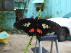 Parides