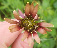 Tragopogon porrifolius