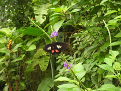 Parides