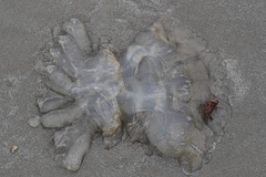 Rhopilema verrilli