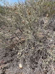 Asphondylia floccosa