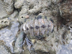 Acanthopleura gemmata