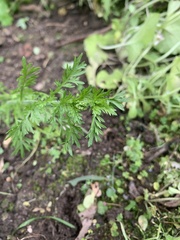 Lepidium didymum