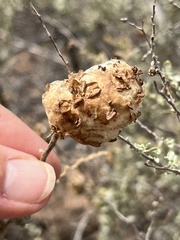 Asphondylia floccosa