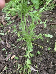 Lepidium didymum