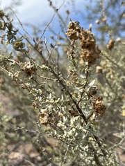 Asphondylia floccosa