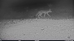 Vulpes macrotis mutica