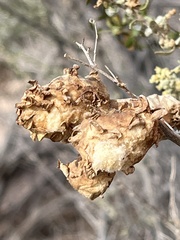 Asphondylia floccosa