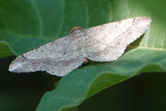 Psamatodes abydata