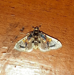 Compacta nigrolinealis