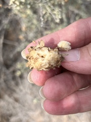 Asphondylia floccosa