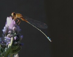 Xanthagrion erythroneurum