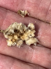 Asphondylia floccosa