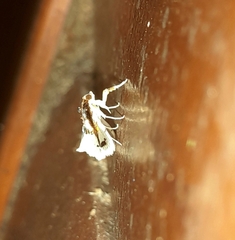 Compacta nigrolinealis