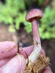 Tricholomopsis rutilans