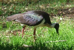 Threskiornis spinicollis