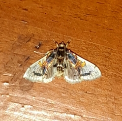 Compacta nigrolinealis