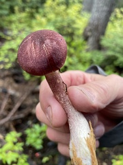 Tricholomopsis rutilans