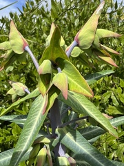 Euphorbia lathyris