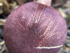 Tricholomopsis rutilans